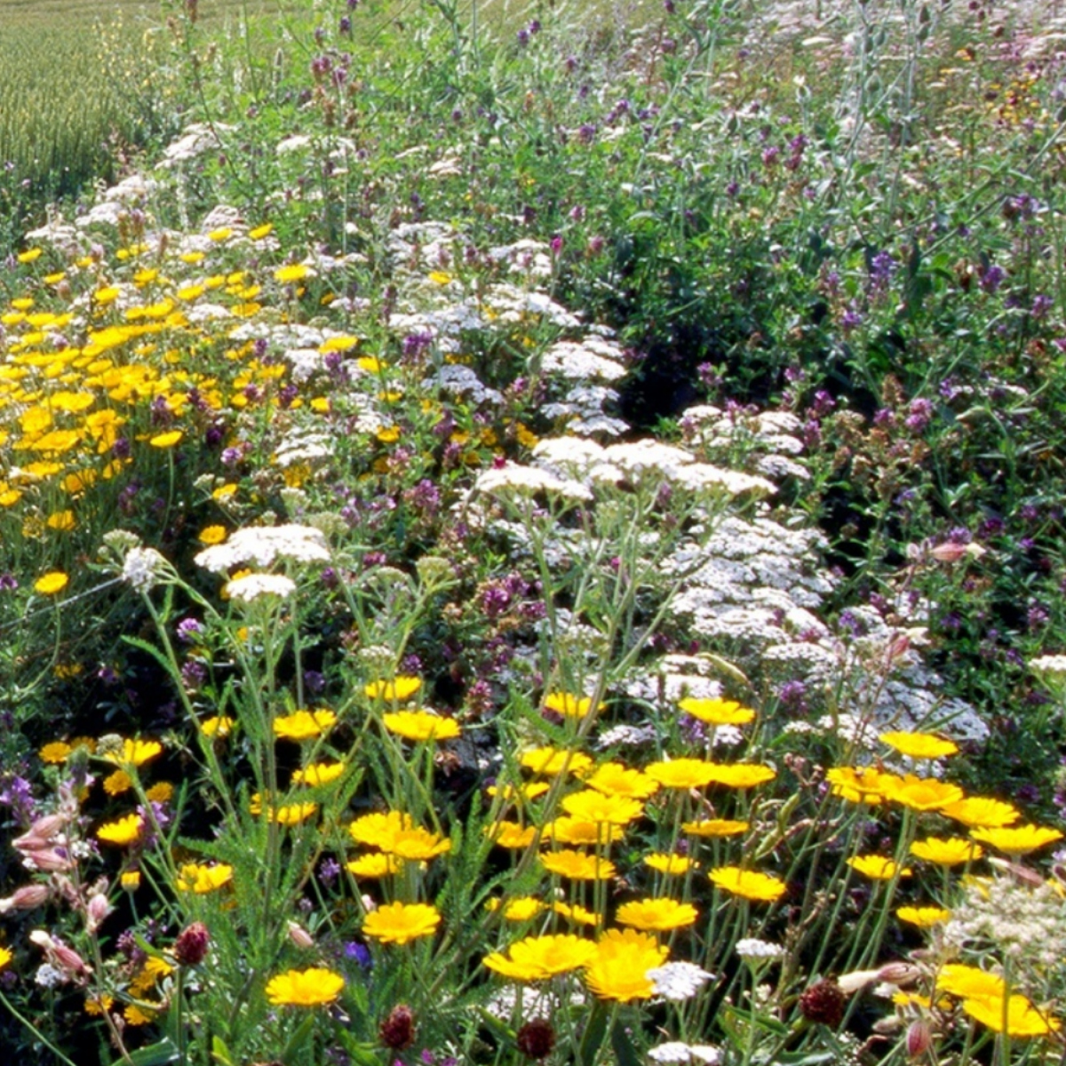 Biodiversität im Garten – Führung durch den Schaugarten